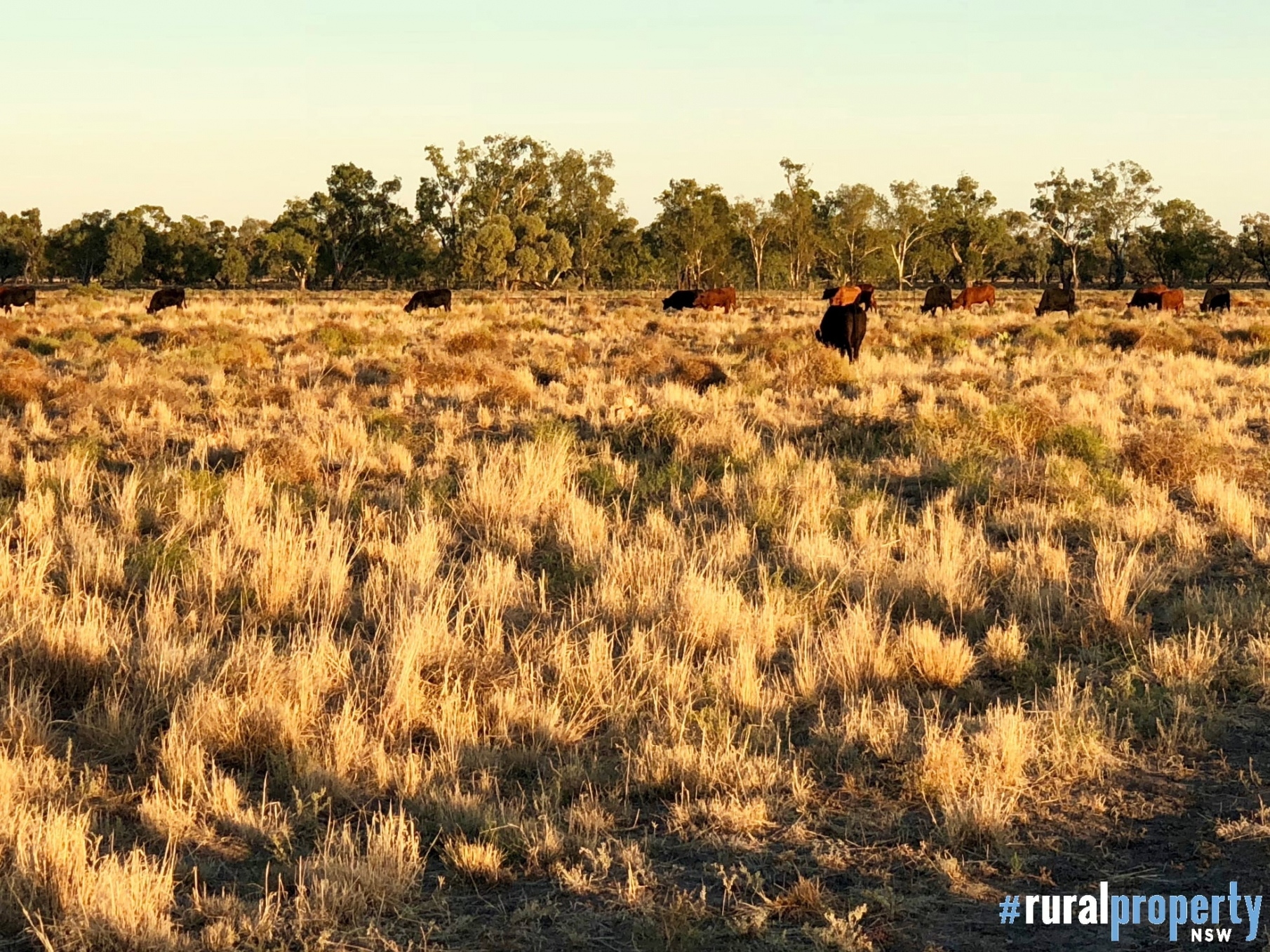 Mixed Farming Sold Wee Waa