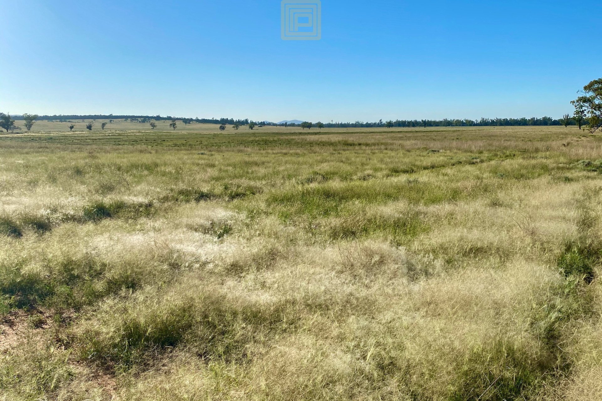 Grazing Leased 77 Johnstone Road, Boggabri